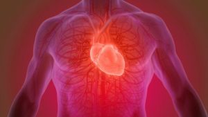 Cardiovascular System Cardiovascular System