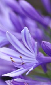 Lavender Lavender
